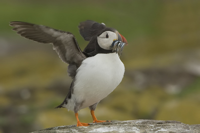 Nog een papegaaiduiker van de trip met Han Bouwmeester vorig jaar. Het blijven prachtige fotogenieke vogels.