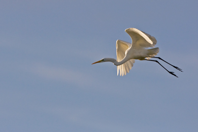 Gisteren vroeg uit de veren om de opgaande zon vast te leggen. Op de terug weg schitterde deze Zilverreiger als een kerst bal in de boom. De lage zon stond er vol op.Na een tijdje had zij het wel gezien en vertrok richting zon.