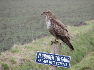 deze buizerd poseerde gewillig op zijn uitkijkpost, waar ie een wakend oog op de toepassing van het wetboek hield