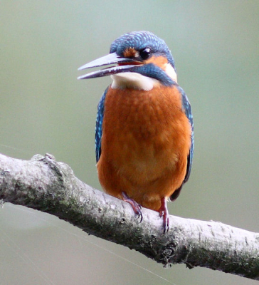 s'morgens vroeg was hij er voor mij eindelijk weer de zon zat nog achter de wolken met een sluiter tijd van 200 sec toch nog een leuke foto 
de eerste keer op birdpix graag commentaar bedankt
