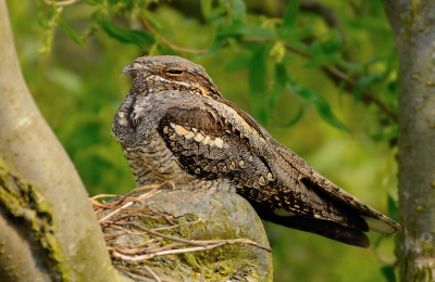 Foto genomen vanuit een doucheraampje 3 maanden geleden. Foto plaats ik omdat het een bijzondere vogel is.