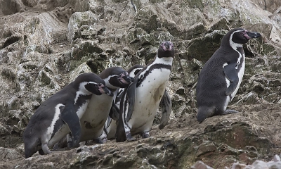 Tijdens mijn reis door Peru vorig jaar, kwam ik deze bijzondere pinguinsoort tegen. De Humboldt pinguin nestelt in de dikke lagen guano (vogelmest), die door grote aantallen zeevogels worden geproduceerd. Omdat deze mest door de mensen wordt afgegraven, wordt de nestgelegenheid voor deze vogels steeds minder, gevolg dat deze pinguinsoort snel in aantal afneemt.