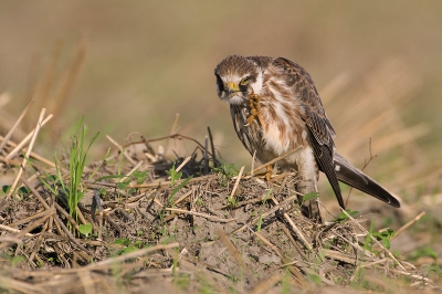 Speciaal voor Hendrik van Kampen nog een paar foto's van de Roodpootvalk,en dan zonder convertor en iets verder weg.