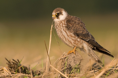 Speciaal voor Hendrik van Kampen nog een paar foto's van de Roodpootvalk,en dan zonder convertor en iets verder weg.

Leuk detail: het tongetje,beeste nam had net een insect gehapt van het sprietje.