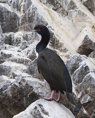 De Ballestaseilanden worden niet voor niets de mini- Galapagos eilanden genoemd. Er komen bijzondere vogelsoorten voor, die niet schuw zijn.