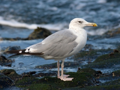 Gisteren zat mijn eerste Pontische Meeuw van dit najaar op de zeedijk van Westkapelle. De vogel is in 4e KJ kleed, wat niet zo vaak te zien is daar. Opvallend zijn de lange slanke snavel met enigzins roze basis en donkere tekening bij de gonyshoek. Ook zijn hier de opvallend lange en bleekroze poten goed te zien. De vleugelpunt ziet er wat rommelig uit, doordat de vogel nog actief aan het ruien is.