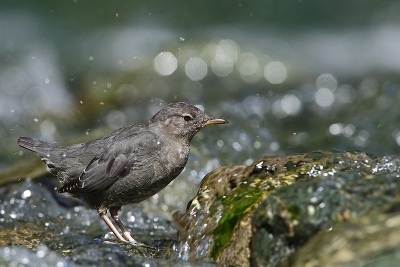 Tijdens stopje onderweg om iets te eten zag ik een voor mij onbekend vogeltje in een riviertje in actie, snel even de camera erbij gehaald en rustig aan de waterkant blijven wachten tot ie traag maar zeker mn kant uitkwam, hij kwam zelfs op een bepaald moment zo dichtbij dat mn lens niet meer kon focussen. Een leuke soort om in actie te zien, ook een tipische wipbeweging die dit vogeltje bijna continu maakt.  In een volgende foto zie je hem naar voedsel zoeken.