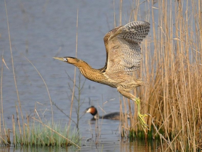 De roerdompen hebben zich dit voorjaar van hun mooiste kant laten zien , nu de jongen groter zijn zien we ze minder en minder verschijnen .Deze soort heeft de strenge winter wel goed overleeft .
