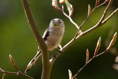 Bij vrienden in de tuin zaten dit voorjaar een stel staartmezen. Vanuit het openstaande raam heb ik wat foto's kunne maken.