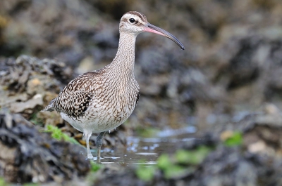 Onder het net en dan maar wachten tot het tij komt met de vogels. Je wordt er wat krom van, zonder hoekzoeker niet te doen. Deze regenwulp kwam dicht  bij en dan is het genieten.
