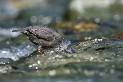 Een vervolgje op de vorig geplaatste foto, mooi om te zien hoe deze vogeltjes bijna letterlijk onder water lopen zelfs in vrij hevig stromend water