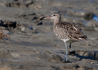 Zoals ook vermeld in ons commentaar op de foto van Hendrik van Kampen werd deze foto genomen vanuit een andere hoek. Hierna werd de krab onder de poot van de regenwulp geplet zodat de vogel de schaar kon afbreken. De krab werd dan in zijn geheel ingeslikt. Ook hiervan hebben we beelden.