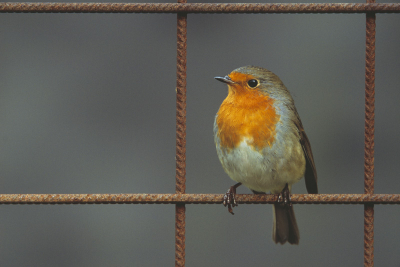 Deze roodborst fotografeerde ik in mijn tuin. Het roestige ijzer zette ik daar opzettelijk neer om dit beeld te krijgen. 

Nikon F100, Sigma 500mm 4.5 HSM 1/30s F5.6. Velvia.