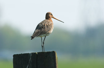Grutto op paaltje.
Camera EOS20d 400mm lens vanuit de auto genomen.