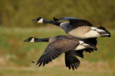 Dit koppel kwam ik tegen tijdens een dagelijkse wandeling in de natuur , het lijkt net of ze boven elkaar vliegen , vind de houding prachtig .