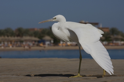 Deze witte vorm van de rifreiger, stond iedere dag op de aanlegsteiger van de vissersboten om een "graantje" mee te pikken.