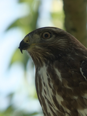 Deze buizerd bleeft wel erg lang voor ons in zijn boom zitten. Toen ie toch maar weggevlogen was en ik de foto's bekeek, zag ik zijn kruisbeksnavel. Niet echt hoopgevend!