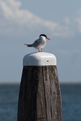 Deze visdief zag ik toen ik net van de boot af kwam, rustend op deze paal.
Ik kon hem goed fotograferen.