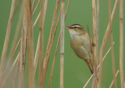 Een uitdaging waar ik niet aan voorbij kan gaan,als er een rietzanger in een rietkraag zit.Blijft een kat en muis-spel.
Swarovski at80hd,cp 990,1/125sec,f4,gecropt.