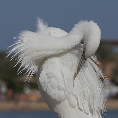 Als de vissersboten op zee waren, had deze reiger volop de tijd om zich uitgebreid te poetsen.