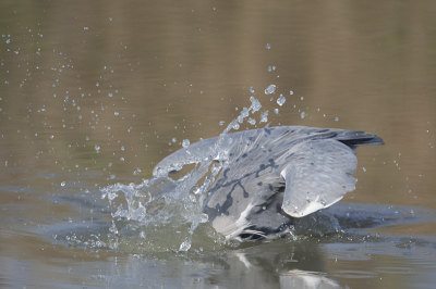 Dit hevig gespetter ging vooraf aan http://www.birdpix.nl/album_page.php?pic_id=186100