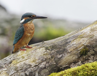 Zittend in mijn schuiltentje, bezig met een reiger op de plaat te zetten, hoorde ik het welbekende hoge lied van de ijsvogel. Even later zat ie op 2.5 meter afstand naast me op een balk. Toch maar even een paar foto's gemaakt.