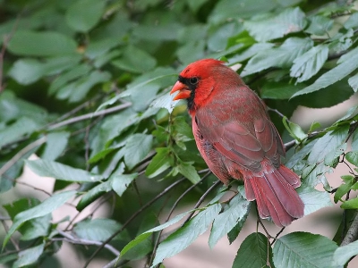 Van de 27 op dit moment op Birdpix geplaatste foto's van deze soort zijn er 8 genomen in Central Park. Deze vogel stond dan ook hoog op mijn wensenlijstje toen ik richting New York vertrok.  In een tamelijk dicht  begroeid stukje Central Park , the Ramble genoemd, heb ik dit plaatje met erg weinig licht kunnen maken.