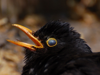 Deze merel zat lekker achter in de tuin te badderen in het zand en liet zich rustig fotograferen tot op 1,5 mtr! Je kan nu mooi het beschermvliesje zien van het oog.