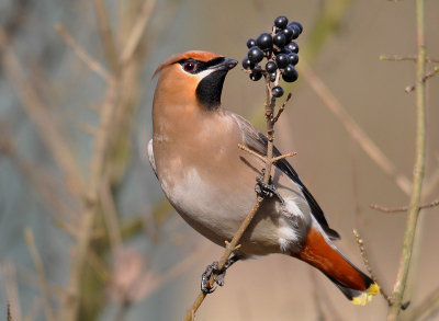 Een groep van 26 pestvogels heeft zich heel lang opgehouden in Luik , vele hebben er foto's van genomen , dit is er nog ntje van .
Hopelijk mogen we ze volgende winter terug ontmoeten .