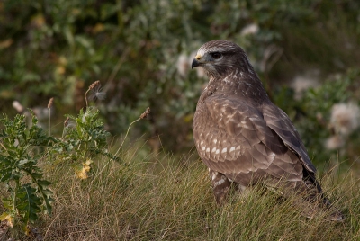 Gisteren wilde ik alleen even kijken bij de OVP. Had mn camera wel bij me, maar was verder niet echt op fotograferen voorbereid. Toen ik na een korte wandeling weer terug wilde zat er op het hek een jonge buizerd...k Ging haar uiterst voorzichtig benaderen, wat later bleek niet zo nodig was! Dit exemplaar vond het prima gefotografeerd te worden. Samen met nog 2 andere fotografen (wie?) geprofiteerd van deze welwillendheid.