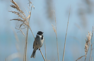 Bezoekers centrum "de wieden".
400mm uit de hand.