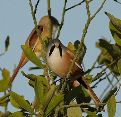 En dan lees je; "'baardmannen zijn echte rietvogels, behendig bungelend aan een rietstengel''....en waar tref ik ze...juist boven in een boom....