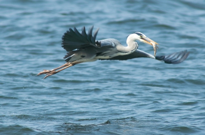 Reiger haalt een visje uit het water.
Maar dat kan iedereen zien denk ik.