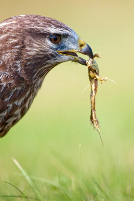 Deze buizerd had alleen oog voor zijn veren en zijn prooi en gaf een mooie show weg voor zijn tientallig tellend publiek van fotografen. Dat was het enige waar ie totaal geen oog voor had. Jagen, eten en vervolgens weer vanaf zijn uitkijkpost zijn veren poetsen en loeren naar een nieuw slachtoffer. Bijzonder omdat de vogel niet geringd is en het onwaarschijnlijk is dat ie uit een opvang komt..