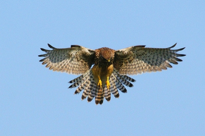 Deze torenvalk hing stil in de lucht met gespreide staart
en zeer snelbewegende vleugels,om zich even later op zijn prooi te storten.