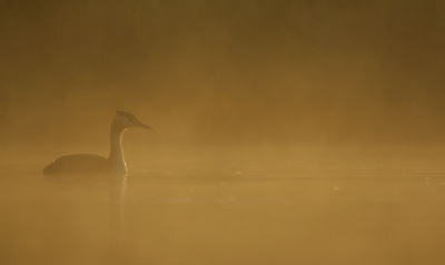 een week stil geweest zaterdag weer een leuke dag gehad , s,morgen naar mijn drijfhut gegaan voor slobeend en krakeend , maar niks te zien alleen deze schuwe fuut , die ik op de foto kon zetten in de mist met tegen licht . nu het s,avond snel donker is . is het de moeite niet om naar mijn drijfhut te gaan. dus maak ik alleen op zaterdag foto,s  en dan plaats ik ook alleen maar foto,s die er een Betje uit spring , . maar eerst deze fuut