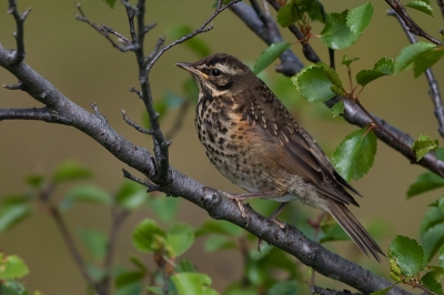 Ik was op zoek naar de Roodhalsduiker toen ik in de struiken deze Koperwiek zag zitten, vlug mijn camera gepakt en uit de hand deze foto gemaakt.