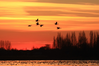 Weer een mooi tijdstip van het jaar. De smienten zijn nu al volop aanwezig en aan ganzen ook geen gebrek. Mooie zonsondergangen vroeg in de avond.