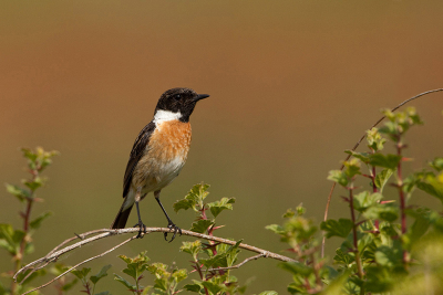 Terwijl ik de graszanger probeerde te fotograferen kwam deze vogel regelmatig vlak bij me poseren
en daar heb ik dit plaatje van geschoten

gr. Jan