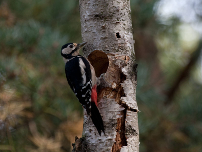 Deze specht lijkt al met een nest voor volgend jaar bezig te zijn. In ieder geval ziet het er strak uit.