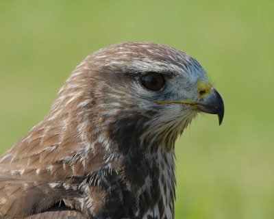 Voor het eerst met mijn nieuwe camera op pad geweest.
Deze Buizerd goed kunnen benaderen en uiteindelijk dit kopportret kunnen maken. Het was een heel mooie ervaring.

Groetjes, Jef