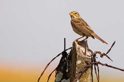 Na een hele ochtend gespeurd te hebben naar Grote Trappen (wel gezien, maar veel te ver weg) was deze Grauwe Gors een van de weinige vogels die wat dichter bij de auto bleef.
Mijn eerste upload bij Birdpix! Gaarne commentaar en suggesties voor verbetering.