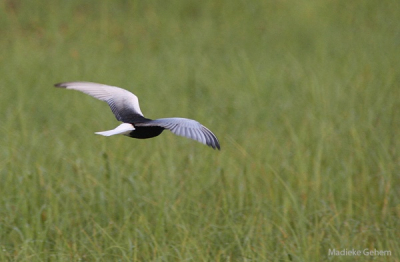 s'ochtends vroeg wemelde het van de vogels op deze locatie. Witwang sterns, witvleugelsterns, dwergstern, japanse nachtegalen. Prachtig gezicht. Deze heb ik om 5.00 uur gemaakt.