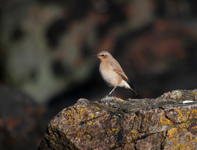 In de havenmond van Aberdeen vloog deze Tapuit van rots naar rots, om iedere keer mooi in het zonnetje te poseren. I.t.t. de andere vogels die ik die middag fotografeerde (Wulpen, Eidereenden, Zaagbekken) was deze Tapuit in het geheel niet schuw. Leuk hoor zo'n vogel die je zo makkelijk kunt benaderen.