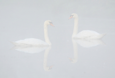 met de mist en deze twee knobbelzwaanen  kon ik zaterdag weer wat leuke plaatjes schieten