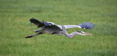 Ik had deze reiger al een paar keer heen en weer zien vliegen. Toen ik 'm op de foto wilde zetten bleef hij net tijden stil zitten. Uiteindelijk vloog hij dan toch weer verder.