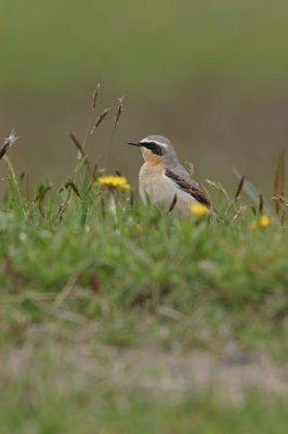 Impressie Birdpix-weekend.

EOS 10D 300/2.8 + 2x ext. op F8