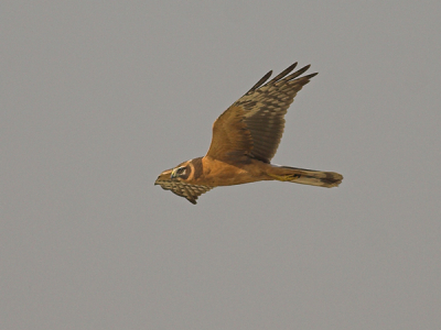 Note the thick neck and broad head (more like hen harrier) and compare to your bird. The facial pattern including narrow well-defined collar surrounding the head also different from your bird, which indeed has a facial pattern resembling pallid (but extensive white around eye and dark cheek patch almost completely isolated from dark eyeline not usual for pallid). Also note the pattern on the primaries- variable in both species though usually broader bands and denser pattern in juv pallids, again individual variation is great in both species so not diagnostic. Boomerang around carpal area only in pallid but not that regular/useful. But note the absence of a clearly defined dark trailing edge to the primaries typical for pallid. In fact, I cannot find a single juv pallid in my collection (over 200 juvs) with the clear dark edge to the primaries as in your bird.