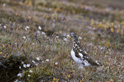 Net terug van een fantastische IJsland-reis. Niet veel vogels deze tijd van het jaar. Maar de indiansummer kleuren in het landschap zijn er geweldig. Toch wel een schuwe vogel, terwijl ie niet zoveel mensen ziet in de binnenlanden van IJsland.