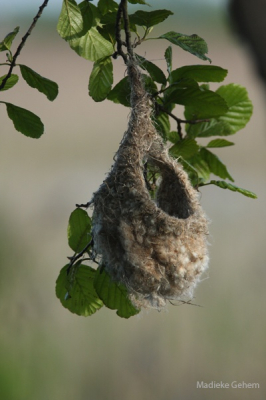 Samen met enkele vrienden op pad. Ik heb een poos gewacht in de hoop het nest met het mannetje op de foto te zetten helaas liet die zich niet meer zien.